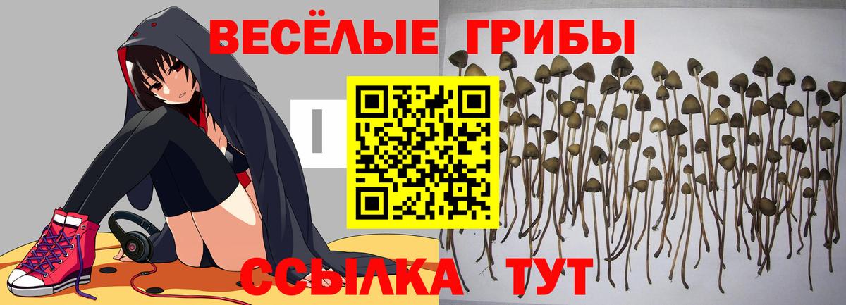 Псилоцибиновые грибы Psilocybine cubensis  купить  цена  Дагестанские Огни  Псилоцибиновые грибы Magic Shrooms  Вход с VPN 
